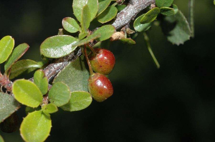 Rhamnaceae Rhamnus crocea