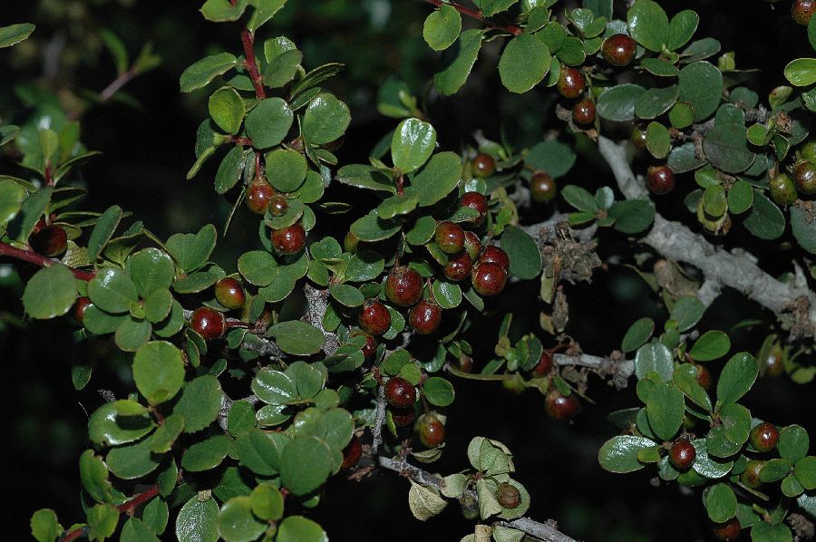 Rhamnaceae Rhamnus crocea
