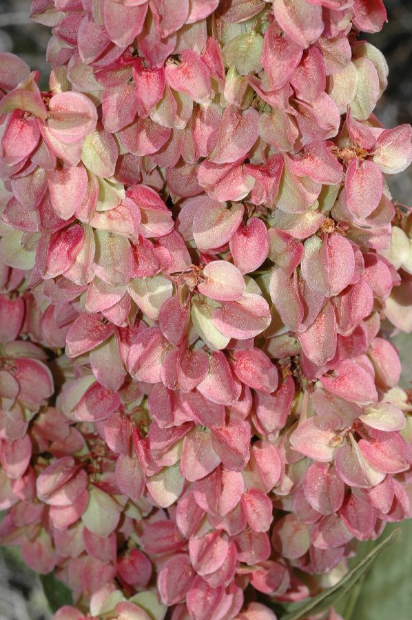 Polygonaceae Rumex hymenosepalus