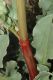 image of Rumex hymenosepalus