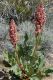 image of Rumex hymenosepalus