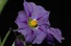 image of Solanum umbelliferum