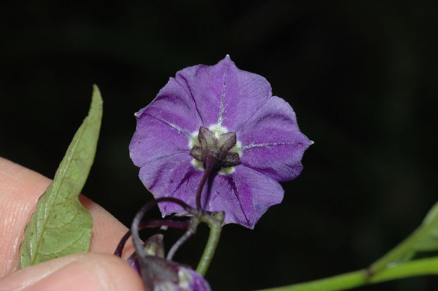Solanaceae Solanum umbelliferum