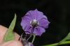 image of Solanum umbelliferum