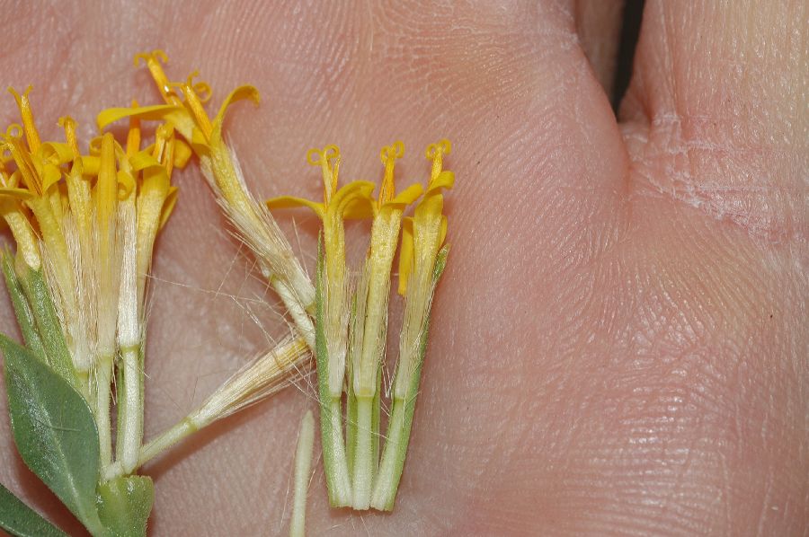 Asteraceae Trixis californica