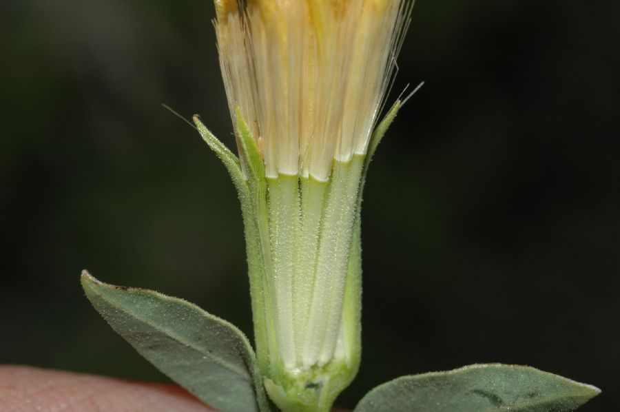Asteraceae Trixis californica