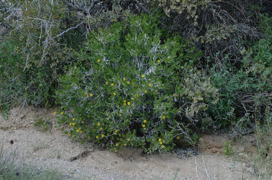 Asteraceae Trixis californica