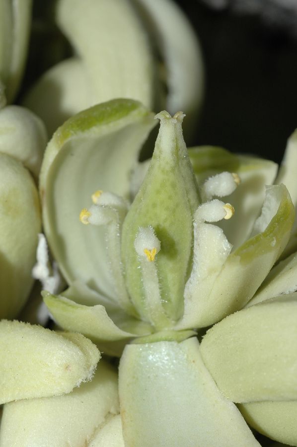 Asparagaceae Yucca brevifolia