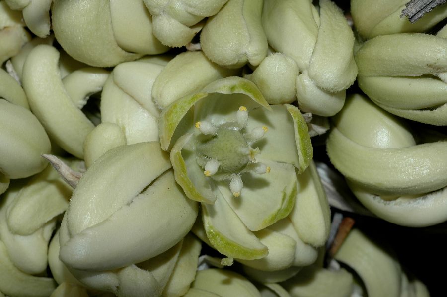 Asparagaceae Yucca brevifolia