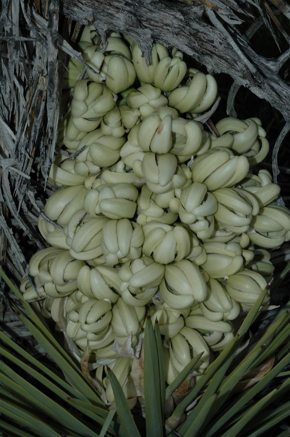 Asparagaceae Yucca brevifolia