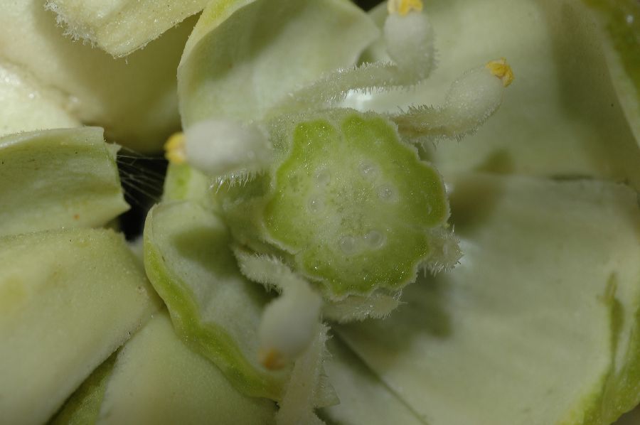 Asparagaceae Yucca brevifolia