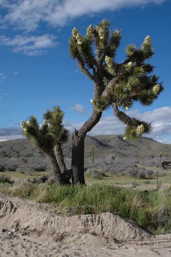 Asparagaceae Yucca brevifolia