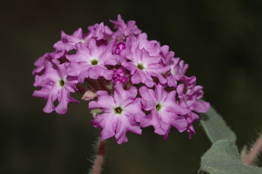 Nyctaginaceae Abronia villosa