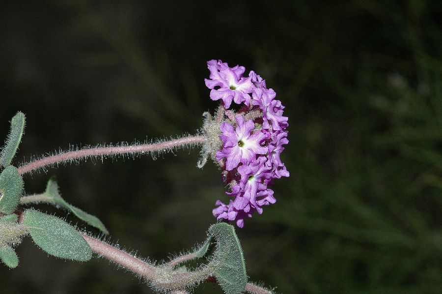 Nyctaginaceae Abronia villosa