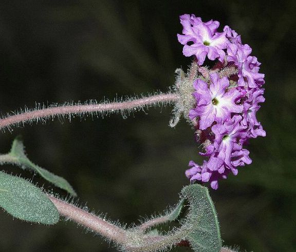 Nyctaginaceae Abronia villosa