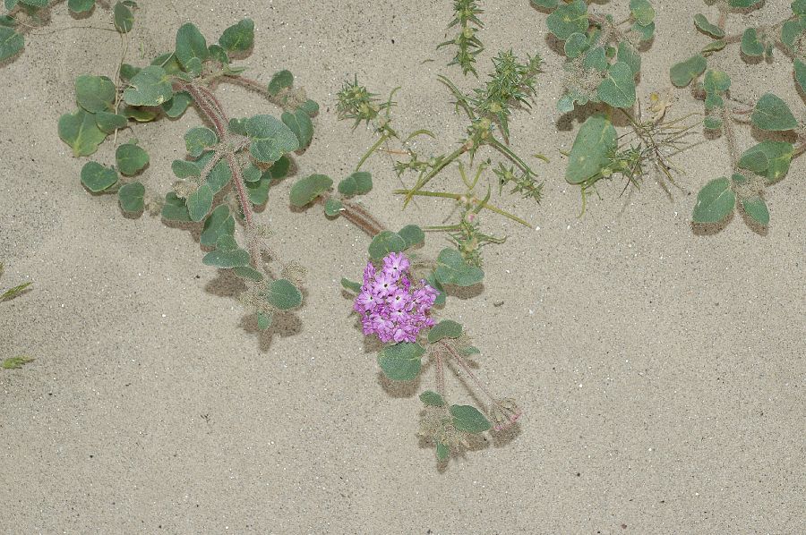 Nyctaginaceae Abronia villosa