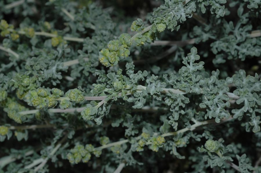 Asteraceae Ambrosia dumosa