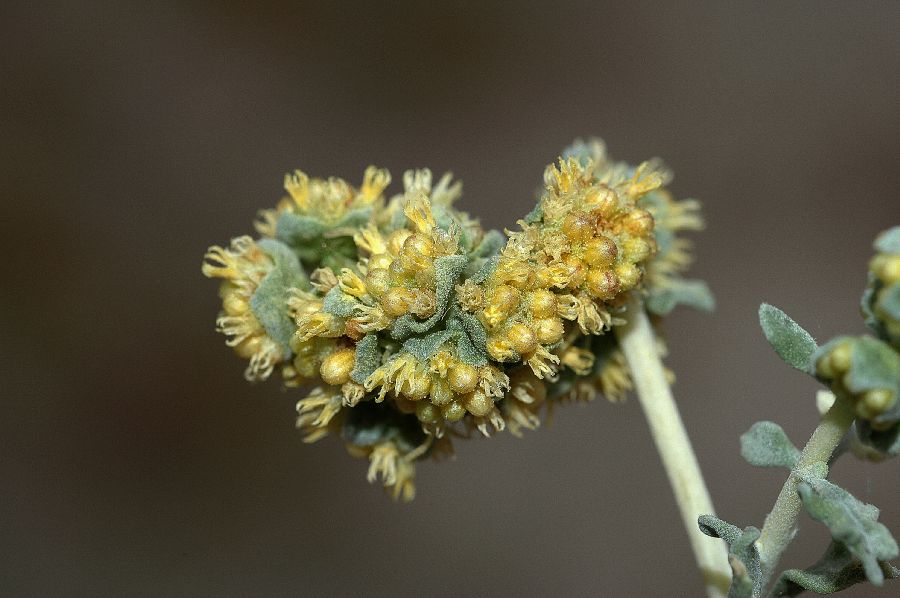 Asteraceae Ambrosia dumosa