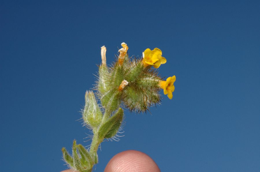 Boraginaceae Amsinckia 