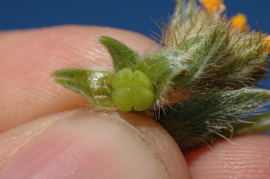 Boraginaceae Amsinckia 