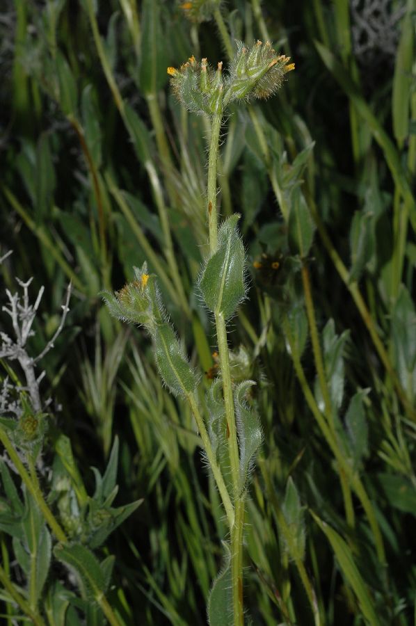 Boraginaceae Amsinckia 