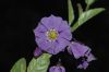 image of Solanum umbelliferum