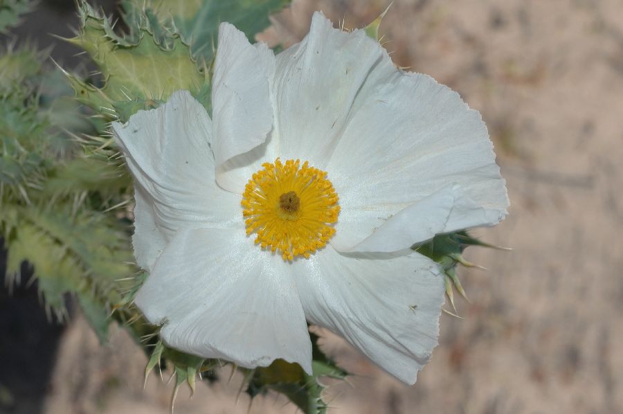 Papaveraceae Argemone corymbosa