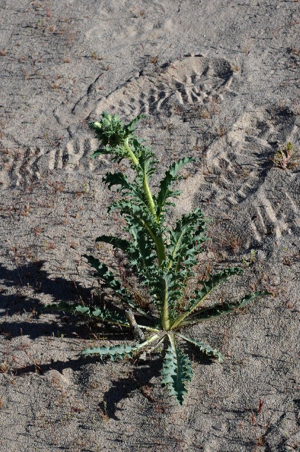 Papaveraceae Argemone corymbosa