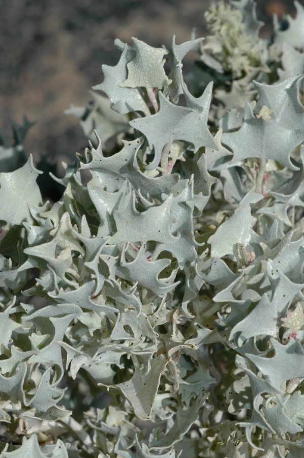 Amaranthaceae Atriplex hymenelytra