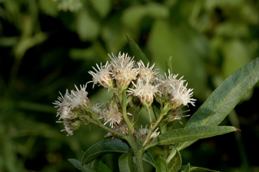 Asteraceae Baccharis salicifolia