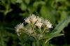 image of Baccharis salicifolia