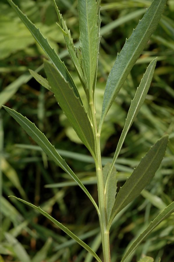 Asteraceae Baccharis salicifolia