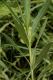image of Baccharis salicifolia