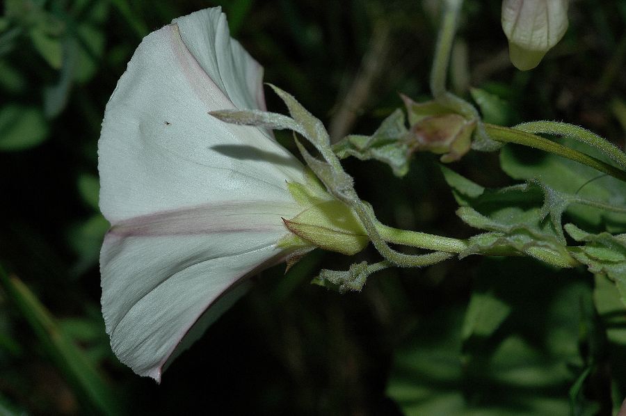 Convolvulaceae Calystegia macrostegia