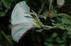 image of Calystegia macrostegia