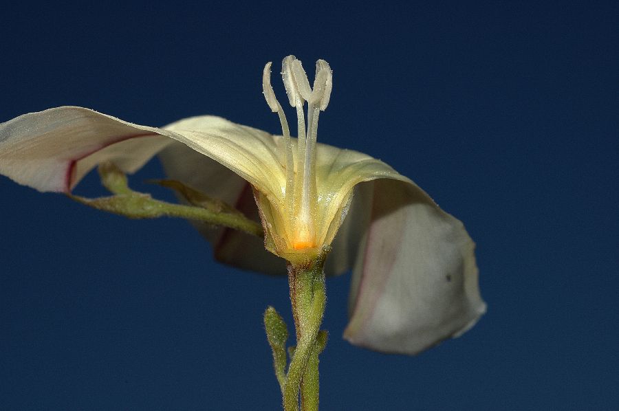 Convolvulaceae Calystegia macrostegia