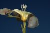 image of Calystegia macrostegia