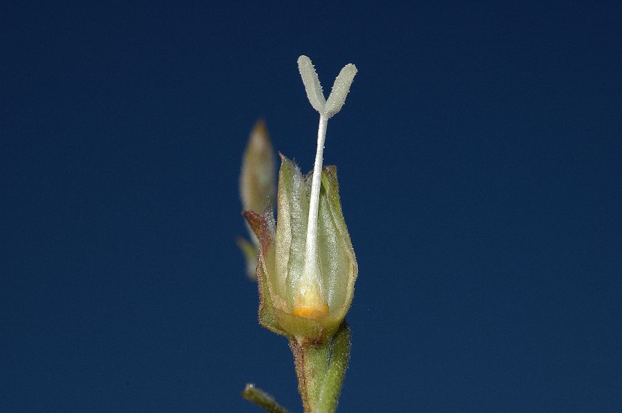 Convolvulaceae Calystegia macrostegia