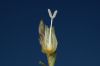image of Calystegia macrostegia