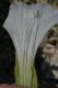 image of Datura stramonium