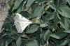 image of Datura stramonium