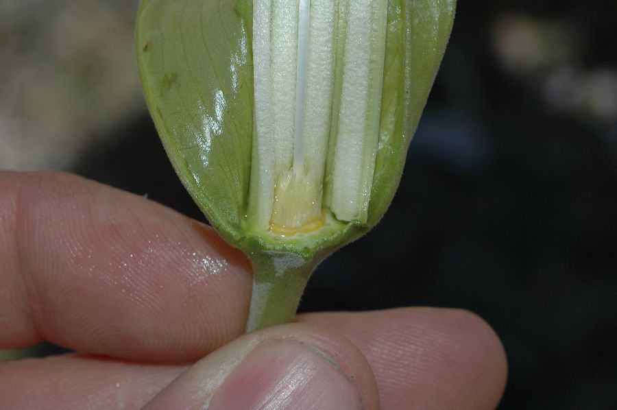 Solanaceae Datura stramonium