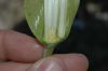 image of Datura stramonium