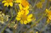 image of Encelia farinosa