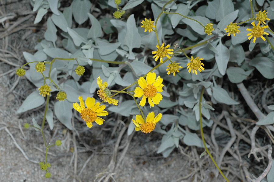 Asteraceae Encelia farinosa