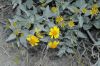 image of Encelia farinosa