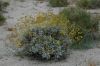 image of Encelia farinosa