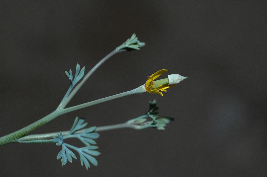 Papaveraceae Eschscholzia minutiflora