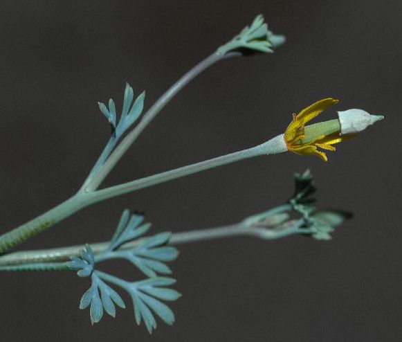 Papaveraceae Eschscholzia minutiflora