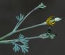 image of Eschscholzia minutiflora